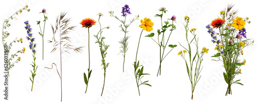 Wildflowers and herbs with example of a bouquet of these flowers. Botanical collection, summer composition, transparent background. © Yuliia