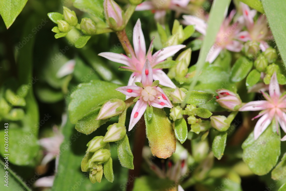 sedum ternatum plant flower macro photo sedum ternatum plant flower macro photo