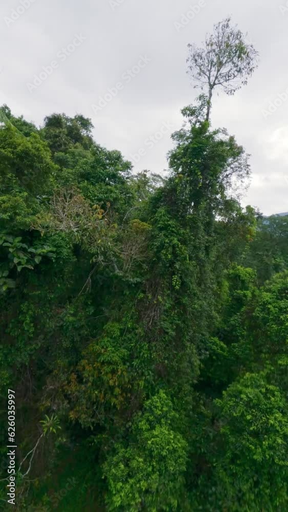 Vertical video. Aerial low dynamic view dive from tree top to river pond waterfall green tropical rainforest hilly terrain. FPV sport drone shot flying over water stream with exotic fern plant forest Vertical video. Aerial low dynamic view dive from tree top to river pond waterfall green tropical rainforest hilly terrain. FPV sport drone shot flying over water stream with exotic fern plant forest