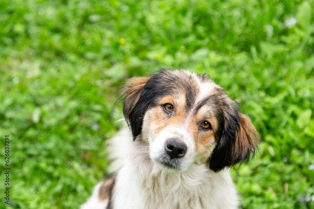 Cute dog portrait outdoor in the park, friendly loving pet Cute dog portrait outdoor in the park, friendly loving pet