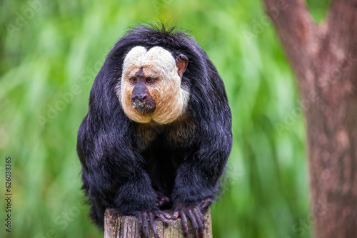 Portrait of male white-faced saki, golden-faced saki monkey