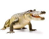 crocodile isolated on white