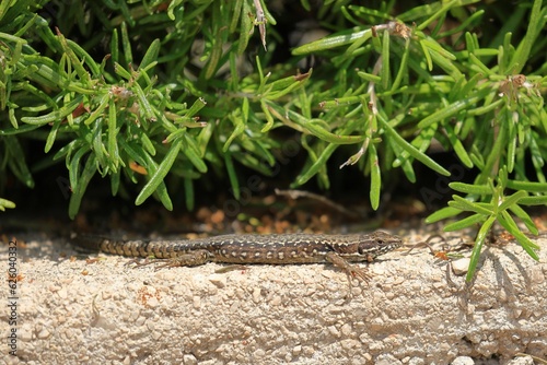 close up of a wall lizard