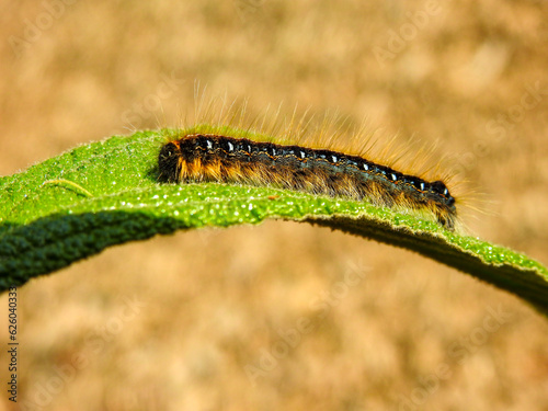 Eastern Tent Caterpillar