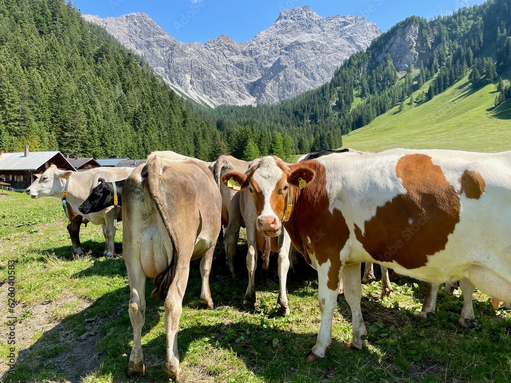 Cows on meadow in Nenzinger Himmel, Vorarlberg, Austria.