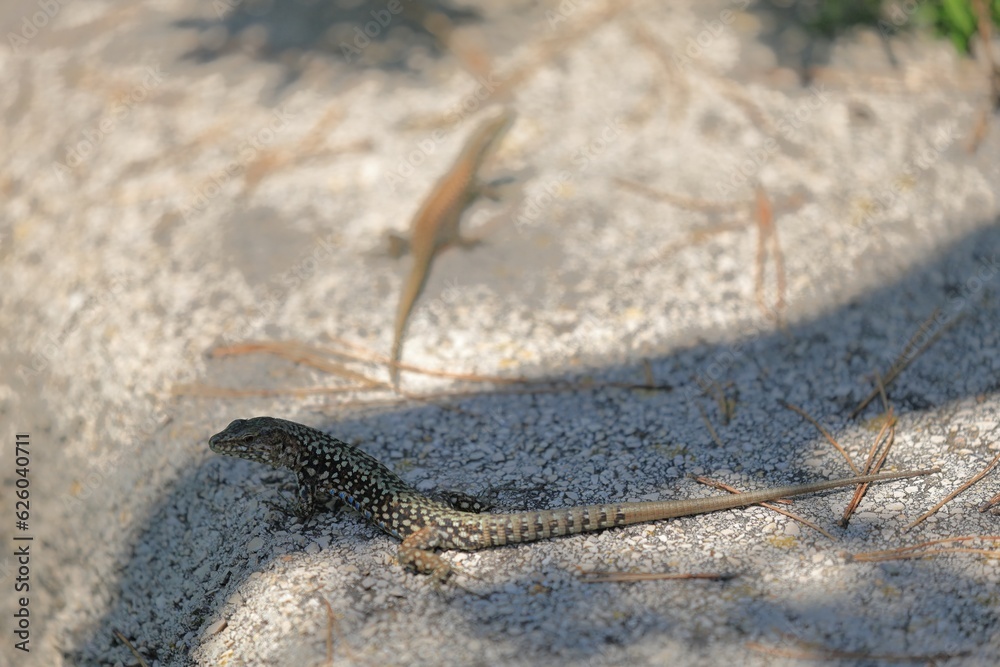 close up of a wall lizard on cres island close up of a wall lizard on cres island