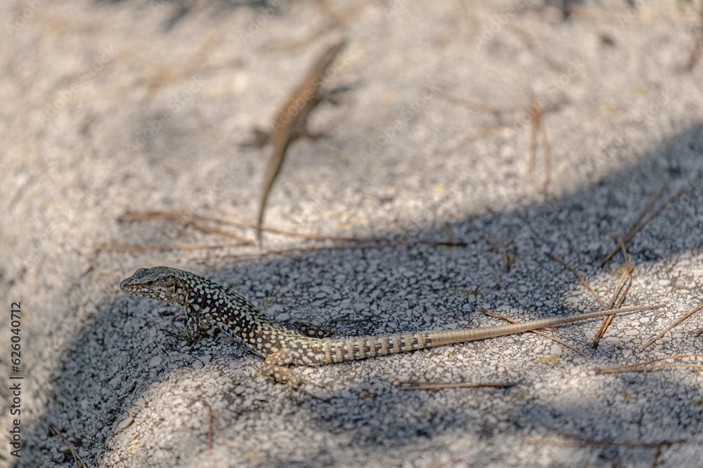 close up of a wall lizard on cres island close up of a wall lizard on cres island
