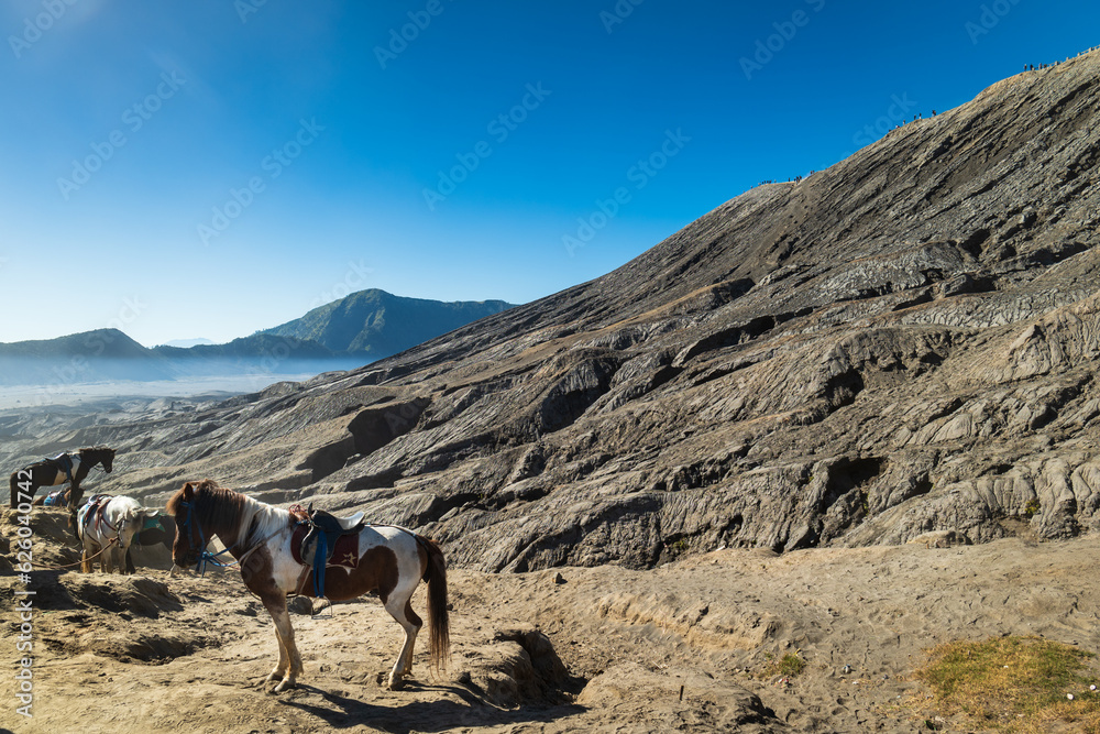 Mount Bromo volcano crater area landscape, the magnificent view of Mt. Bromo, located in Bromo Tengger Semeru National Park, East Java, Indonesia