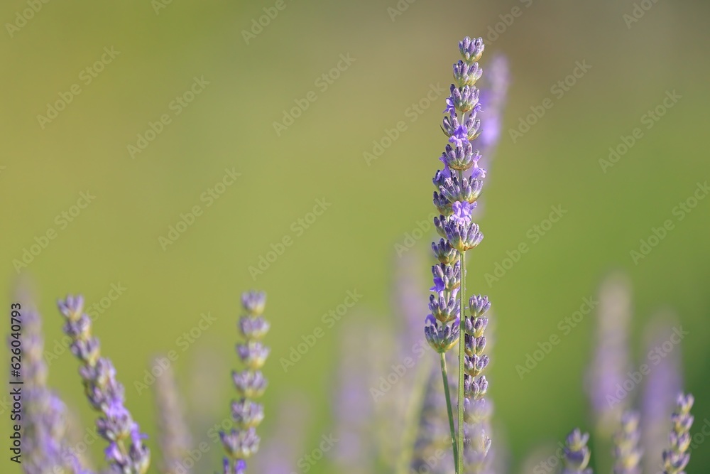 Fototapeta premium blooming lavender on cres island