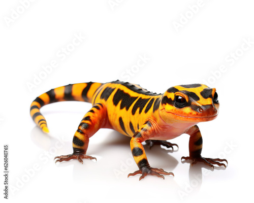 leopard gecko on white background
