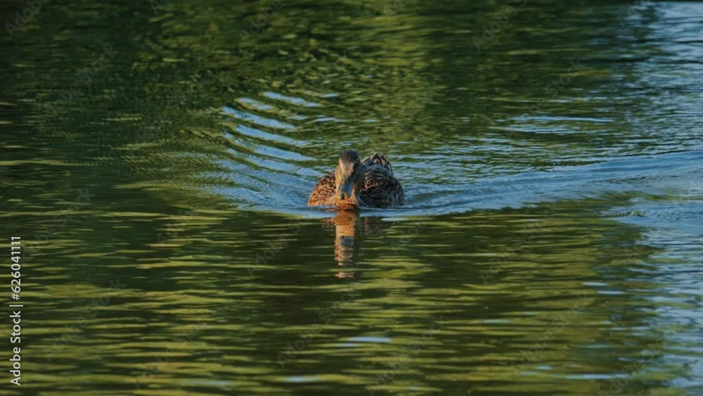 Duck swimming slow motion. Duck swimming in the river slow motion. Mallard duck. Anas Platyrhynchos. Duck in wildlife on a river close-up. Duck swimming slow motion. Duck swimming in the river slow motion. Mallard duck. Anas Platyrhynchos. Duck in wildlife on a river close-up.
