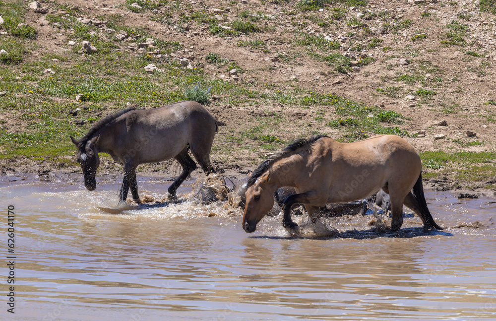 Wild Horses at a Waterhole in the Pryor Mountains in Summer