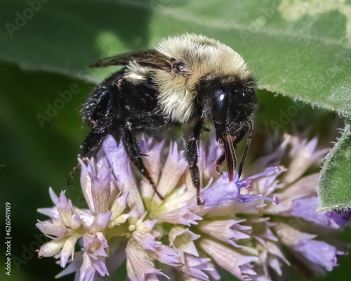 Close up of a female Bombus impatiens Bumble Bee feeding a purple lavender flower. Long Island, New York, USA © Victoria Virgona