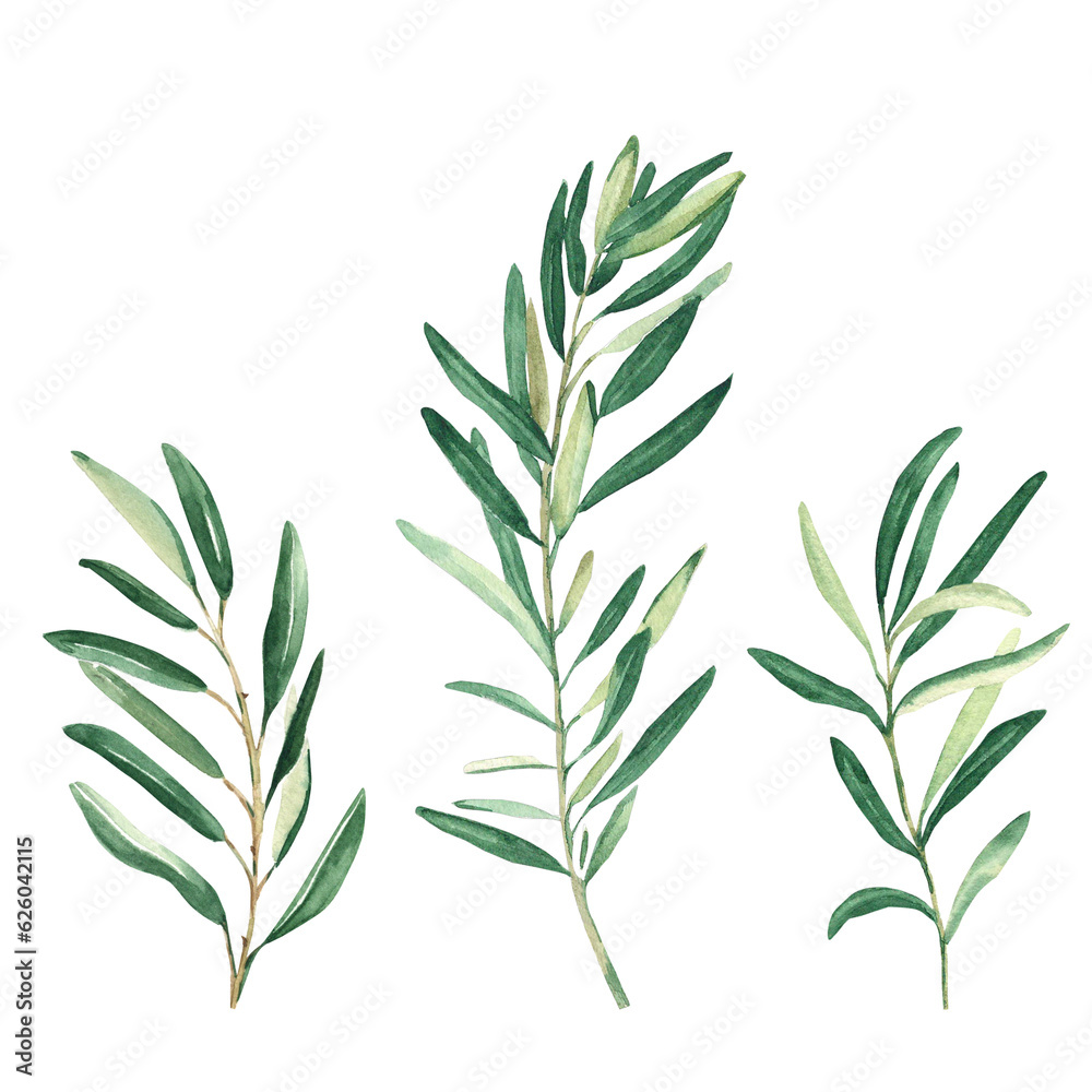 Olive branches set isolated on white background. Watercolor hand drawn botanical illustration. Can be used for cards, logos and package design Olive branches set isolated on white background. Watercolor hand drawn botanical illustration. Can be used for cards, logos and package design