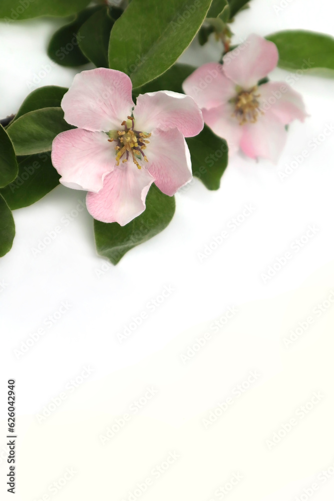 Fototapeta premium Apple tree flowers on a white background. Floral card. 