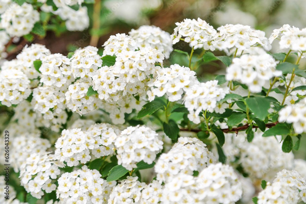 Blooming white flowers bush closeup, spring season in Tbilisi, Georgia Blooming white flowers bush closeup, spring season in Tbilisi, Georgia
