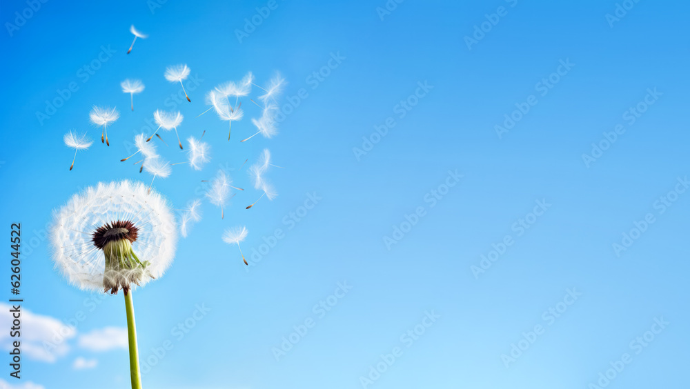 Fototapeta premium White dandelion seeds flying in the air, clear sky background, banner with empty copy space on side. Generative AI