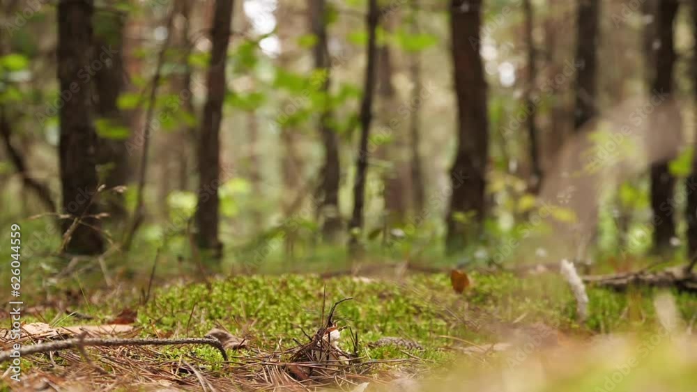 Poisonous Mushroom. A Mushroom Picker Knocks Breaks Poisonous Mushrooms With His Boot While
