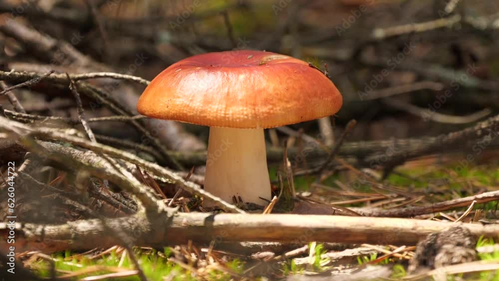Red Mushroom Growing In The Forest Red Mushroom Growing In The Forest