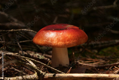 Red Mushroom Growing In The Forest 