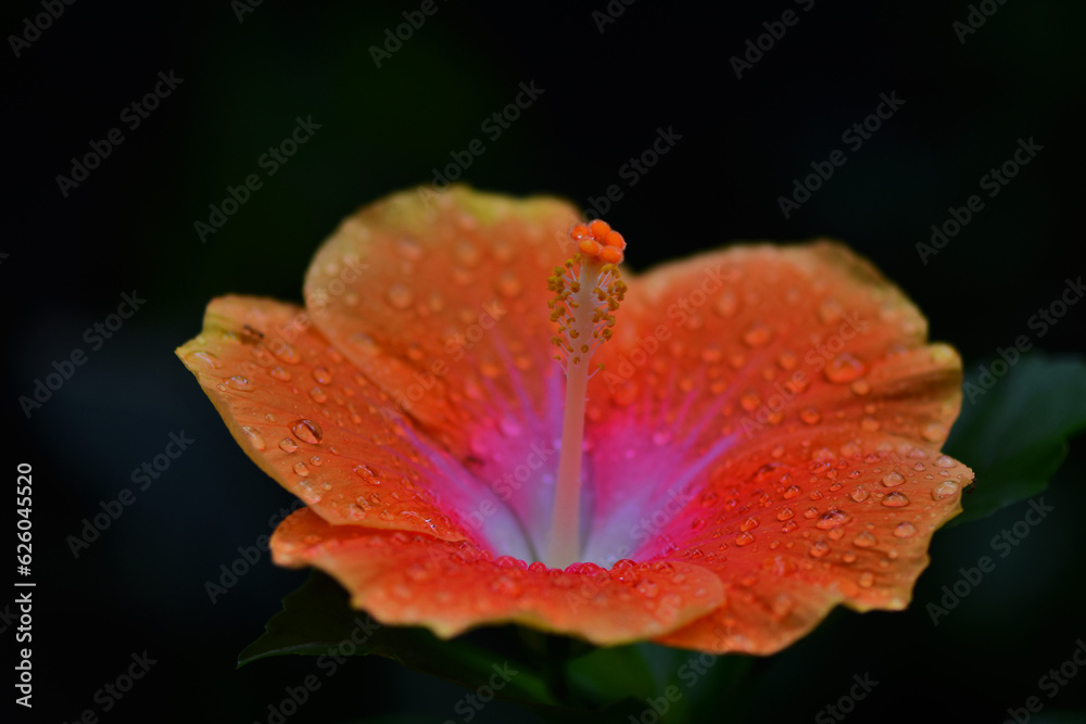 Hibiscus flower with dew drops after rain