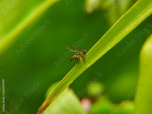 Eastern calligrapher hover fly or sweat bee on grass
