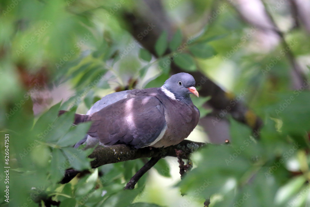 custom made wallpaper toronto digitalEuropean columba palambus sit alone agains greeny natural background summertime