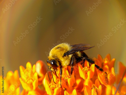 Brown-belted bumblebee on orange flower