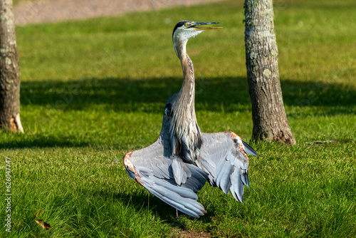 Great Blue Heron in Delta position