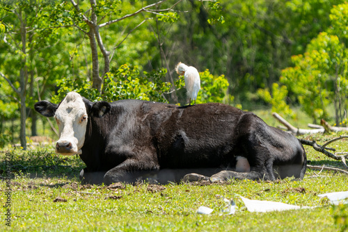 Cattle Egret on Cattle!?!