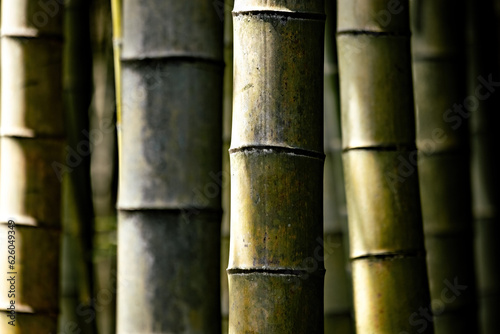 Green beautiful bamboo background