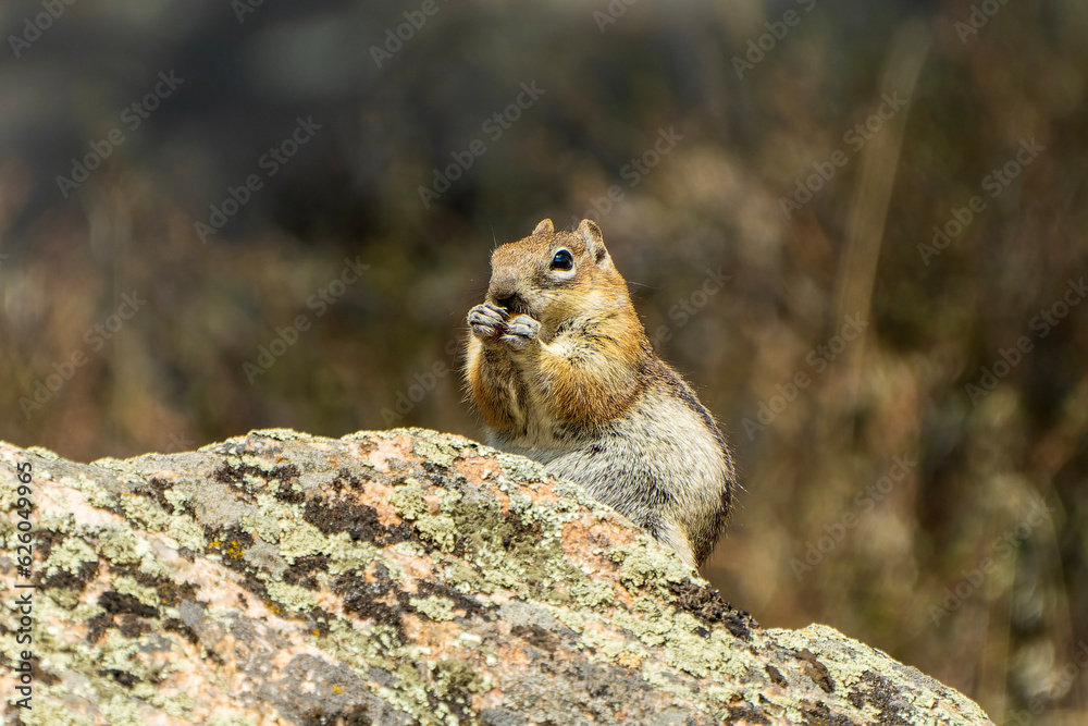 Chipmunk snacking on the rocks Chipmunk snacking on the rocks