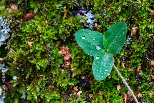 close-up of a green leaf with water drops on a background of green moss