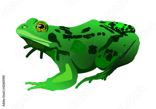 rana verde, manchas, anfibio, rana, moteada, sapo anifibio, rana americana, vector