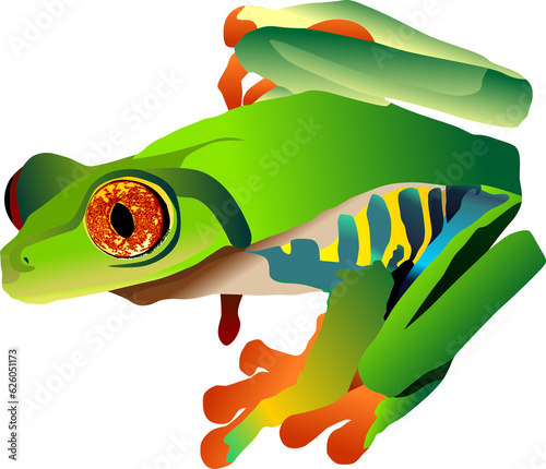 rana verde, arboricola, rana exotica, ilustracion, vector, , ojos rojos