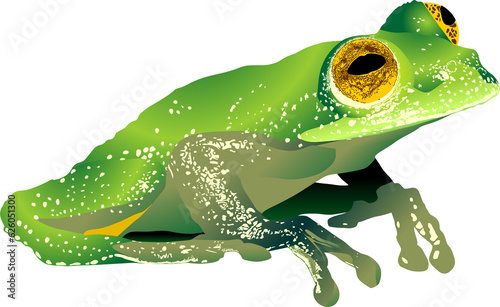 rana, anfibio, rana de hoja, arborea, rana voladora, vector, verde