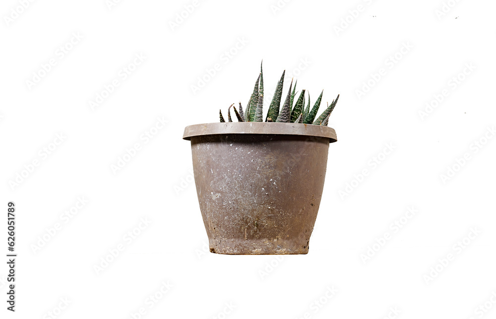 Haworthia succulent houseplant in flower pot isolated on white