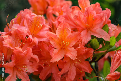 Orange rhododendron flowers close-up. Red Rhododendron bush in the summer in the garden. Lush azalea bush during flowering in summer in the park. © Tetiana