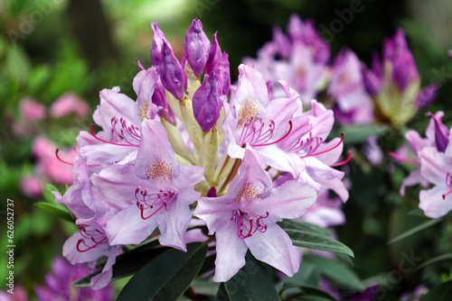 Pacific rhododendron (Rhododendron macrophyllum), blooming time at the rhododendron park.  Rhododendron flower heads in full bloom. Large lilac flowers close up photo