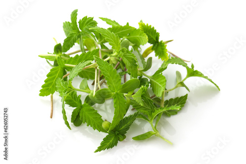 Green sprouts of cannabis on a white background. Growing hemp microgreens. Medical marijuana cannabis plant seeds and seedlings