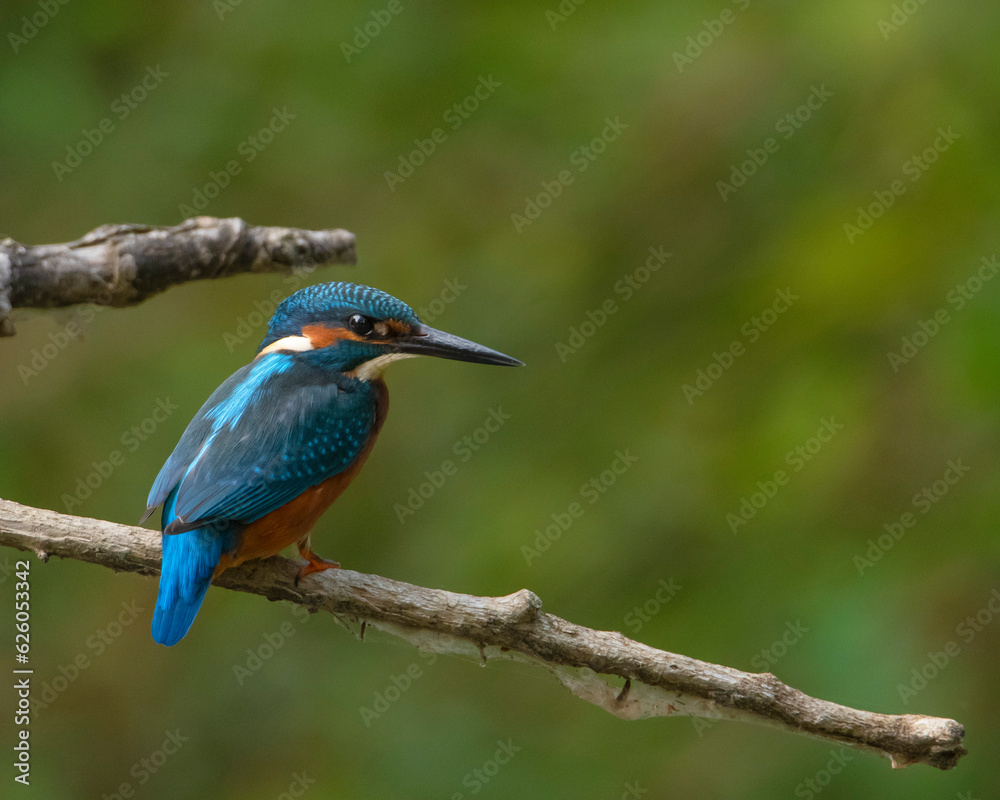 kingfisher on branch wildlife nature concept kingfisher on branch wildlife nature concept