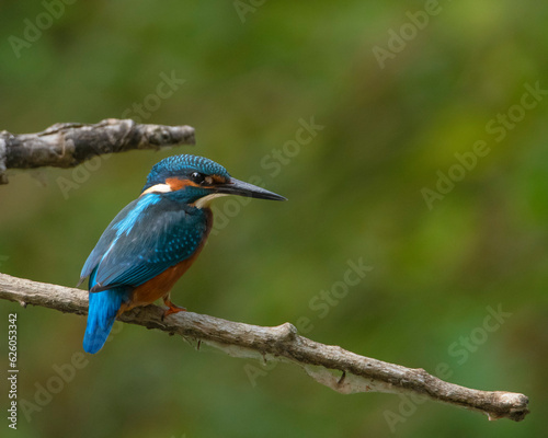 kingfisher on branch wildlife nature concept