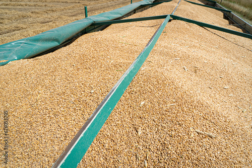 Kornwagen gefüllt mit Getreide, grüne Plane an der Seite dient als Wind -und Regenschutz, wird bei Bedarf über das Getreide gelegt. photo