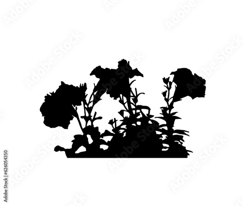 petunia flowers silhouette isolated on white background