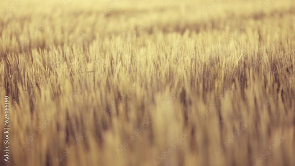 Close-up Of Ripe Golden Wheat With Sunlight - Harvest Time Concept, slow motion Close-up Of Ripe Golden Wheat With Sunlight - Harvest Time Concept, slow motion
