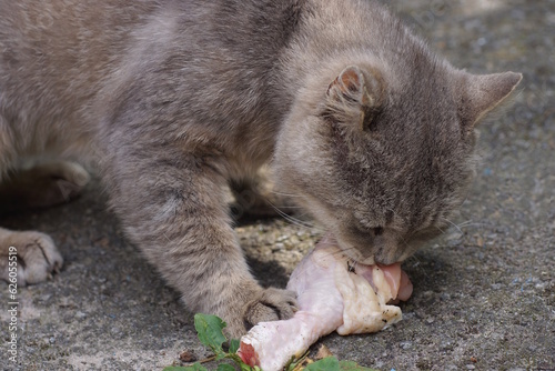 one big gray cat sits on the asphalt in the street and eats red raw meat