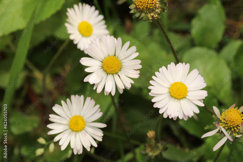 Natural Bellis Perennis Macro Photo Natural Bellis Perennis Macro Photo