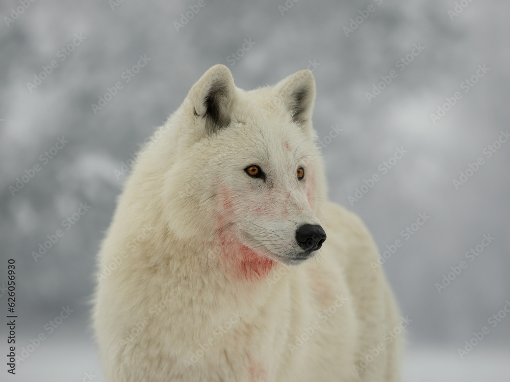 Naklejka premium portrait of a white wolf on a gray background