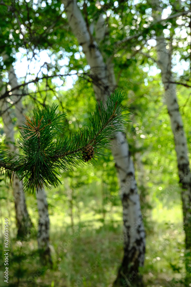Fototapeta premium Pine branch with cone on background birch grove.
