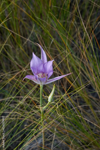 A single Mariposa lily in a grassy field at twilight.
